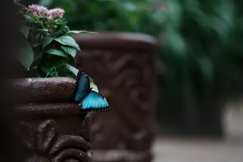 绣球花 4K壁纸 · flowers · 3840×2560