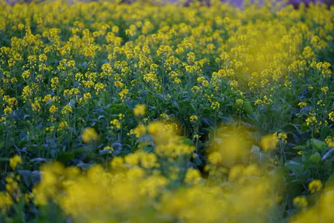Sfondo Ortensia 4K · flowers · 3840×2560