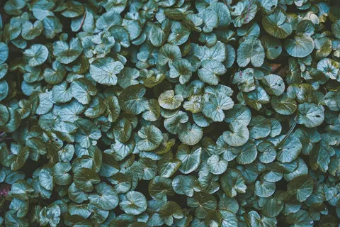 Hydrangea 4K Wallpaper · flowers · 3840×2560