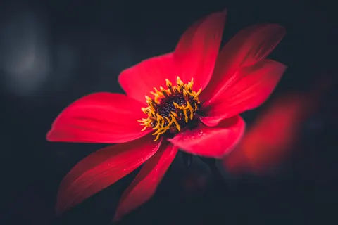 Dahlia 4K Wallpaper · flowers · 3840×2560