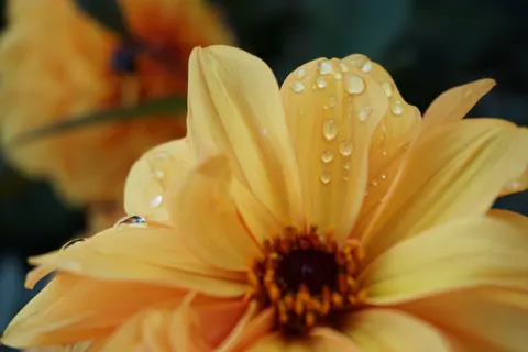 Dahlia 4K Wallpaper · flowers · 3840×2560