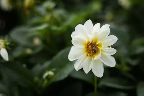 डहेलिया 4K वॉलपेपर · flowers · 3840×2560