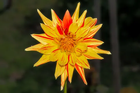Dahlia 4K Wallpaper · flowers · 3840×2560