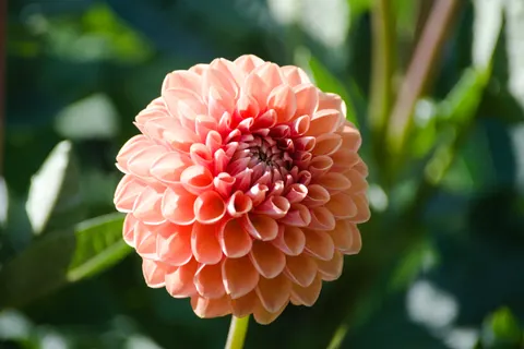 Dahlia 4K Wallpaper · flowers · 3840×2562