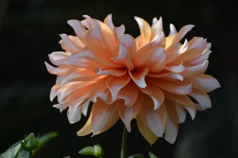 Dahlia 4K Wallpaper · flowers · 3840×2560