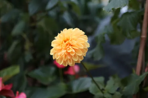 Dahlia 4K Wallpaper · flowers · 3840×2560