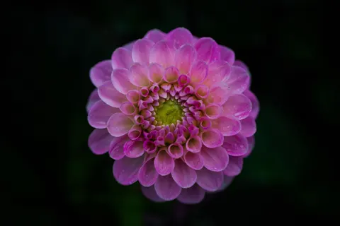 Dahlia 4K Wallpaper · flowers · 3840×2560