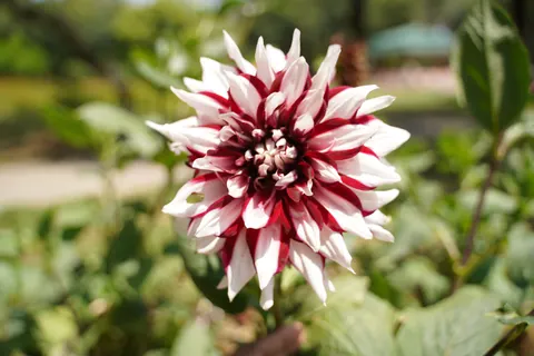 Dahlia 4K Wallpaper · flowers · 3840×2560