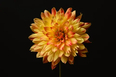 Dahlia 4K Wallpaper · flowers · 3840×2560