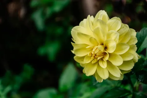 Dahlia 4K Wallpaper · flowers · 3840×2560