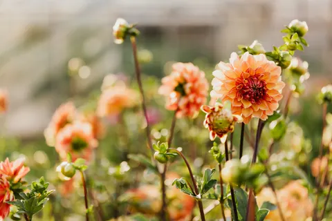 Dahlia 4K Wallpaper · flowers · 3840×2560
