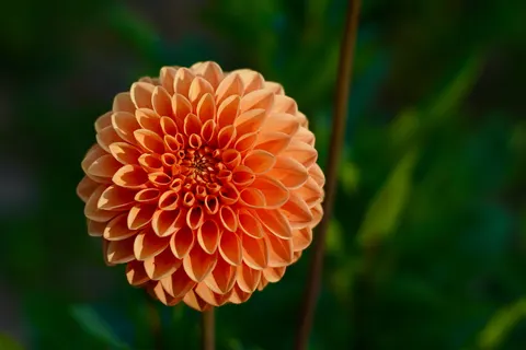 Dahlia 4K Wallpaper · flowers · 3840×2560