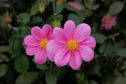 Dahlia 4K Wallpaper · flowers · 3840×2560
