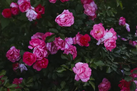 Fondo de pantalla Jardín de Rosas 4K · flowers · 3840×2560