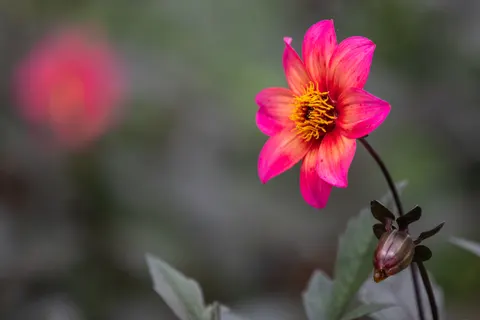 Dahlia 4K Wallpaper · flowers · 3840×2560