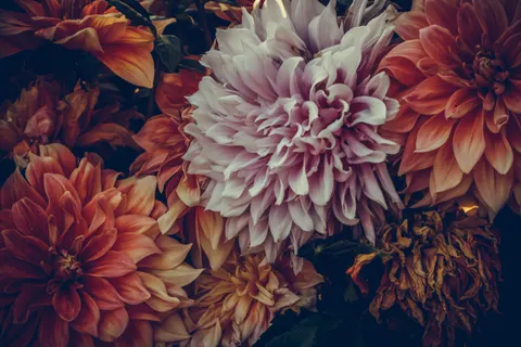 Dahlia 4K Wallpaper · flowers · 3840×2560