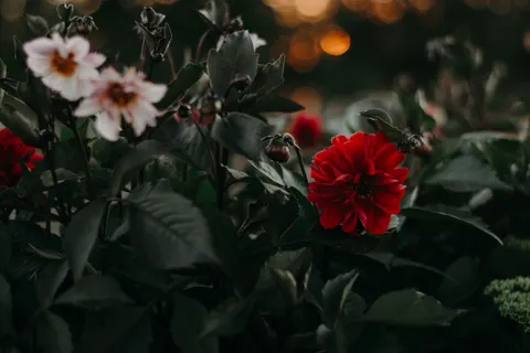 Dahlia 4K Wallpaper · flowers · 3840×2560