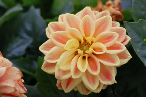 Dahlia 4K Wallpaper · flowers · 3840×2560