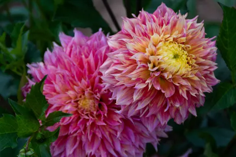 Dahlia 4K Wallpaper · flowers · 3840×2560