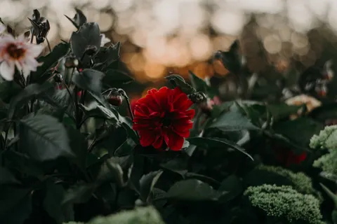 Dahlia 4K Wallpaper · flowers · 3840×2560