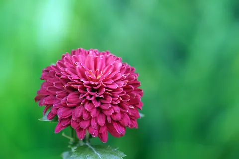 Dahlia 4K Wallpaper · flowers · 3840×2561