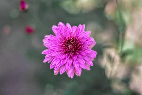 Dahlia 4K Wallpaper · flowers · 3840×2560