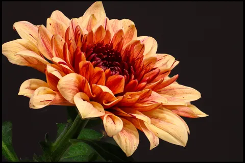 Dahlia 4K Wallpaper · flowers · 3840×2560