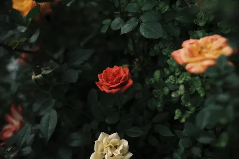 Fondo de pantalla Jardín de Rosas 4K · flowers · 3840×2560