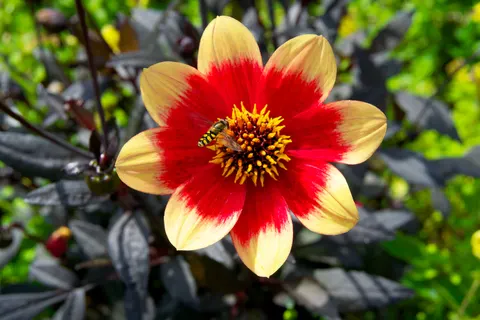 Dahlia 4K Wallpaper · flowers · 3840×2560