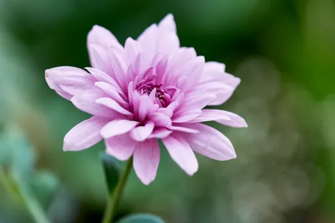 Dahlia 4K Wallpaper · flowers · 3840×2560