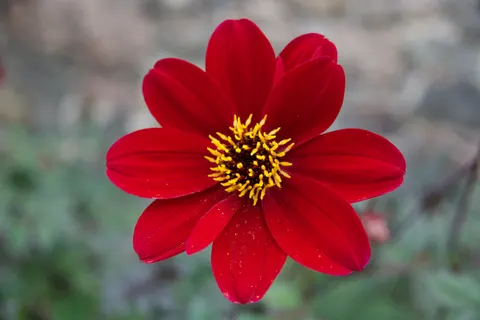 والپیپر گل کوکب با کیفیت 4K · flowers · 3840×2560