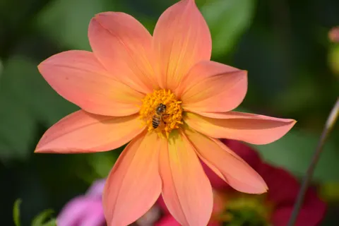 Dahlia 4K Wallpaper · flowers · 3840×2560