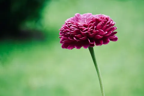 ダリア 4K壁紙 · flowers · 3840×2560