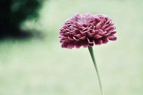 Tapeta Dalia 4K · flowers · 3840×2560