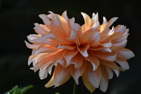 Fond d'écran Dahlia 4K · flowers · 3840×2560