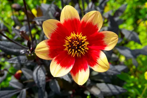 Dahlia 4K Wallpaper · flowers · 3840×2560