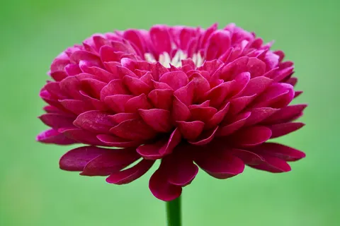 Dahlia 4K Wallpaper · flowers · 3840×2560