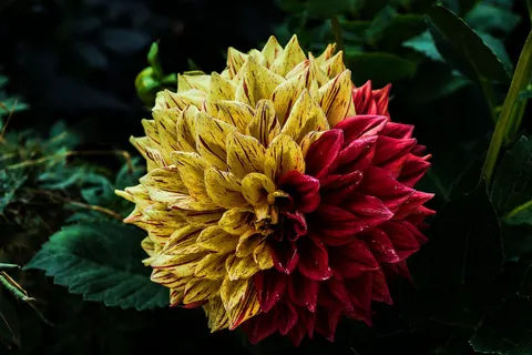 Dahlia 4K Wallpaper · flowers · 3840×2560