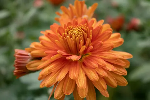 Dahlia 4K Wallpaper · flowers · 3840×2560