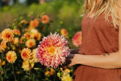 Dahlia 4K Wallpaper · flowers · 3840×2560