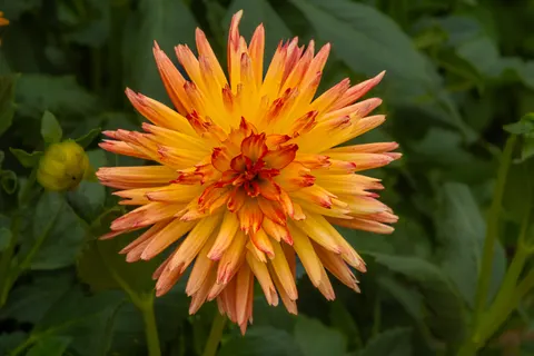 Dahlia 4K Wallpaper · flowers · 3840×2560