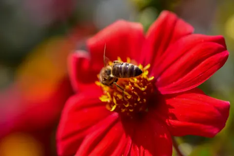 Dahlia 4K Wallpaper · flowers · 3840×2560