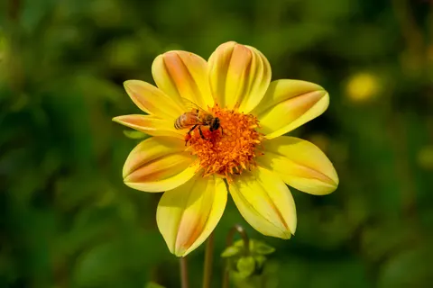 Dahlia 4K Wallpaper · flowers · 3840×2560