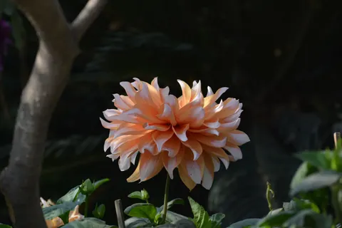 Dahlia 4K Wallpaper · flowers · 3840×2560