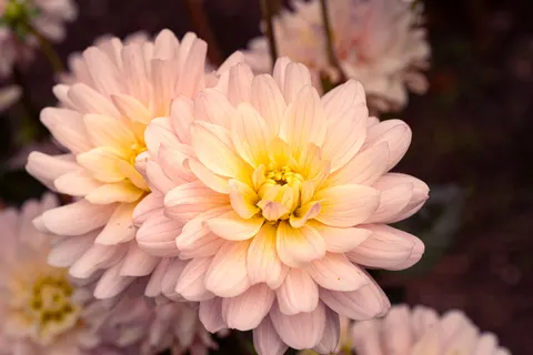 Dahlia 4K Wallpaper · flowers · 3840×2561