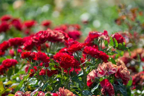 Fondo de pantalla Jardín de Rosas 4K · flowers · 3840×2560
