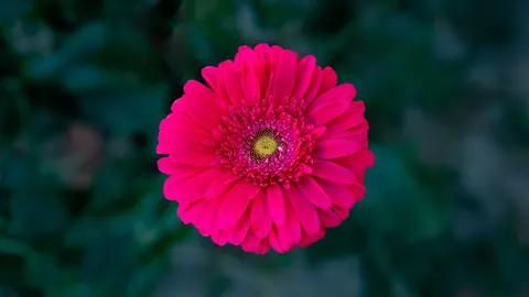 Dahlia 4K Wallpaper · flowers · 3840×2160