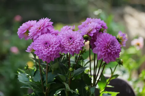 Dahlia 4K Wallpaper · flowers · 3840×2560