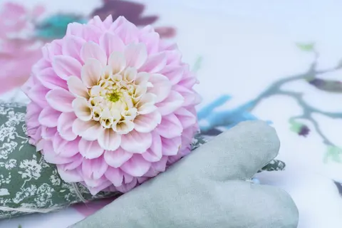 Dahlia 4K Wallpaper · flowers · 3840×2561
