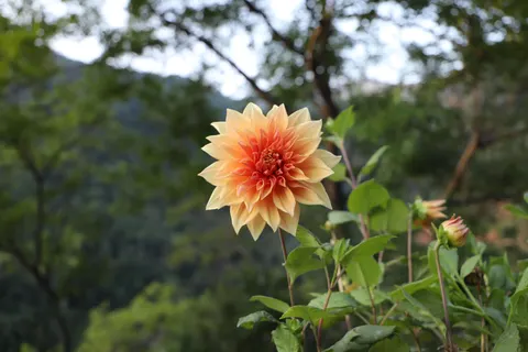 Dahlia 4K Wallpaper · flowers · 3840×2560